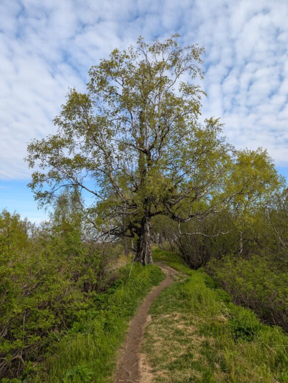 Kincaid Park - May 2026