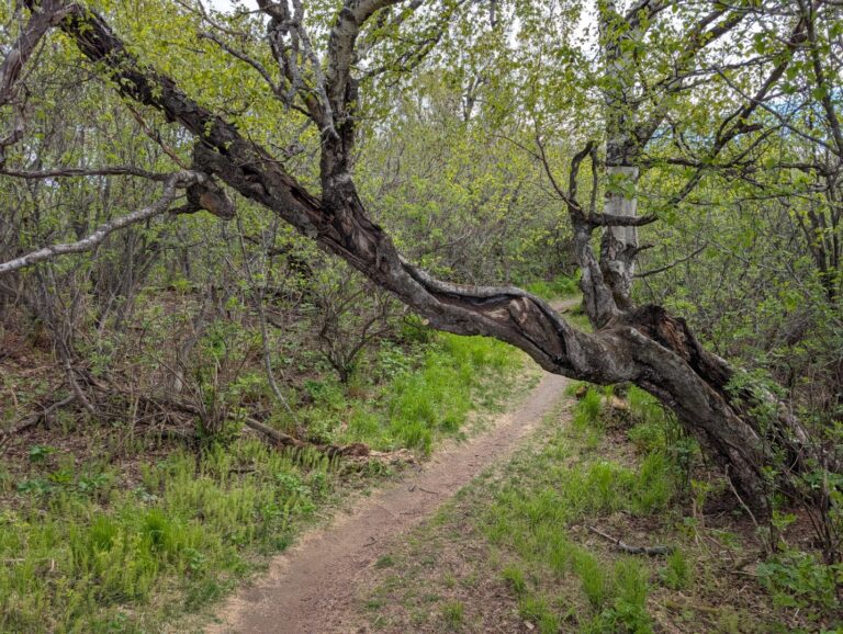 Kincaid Park - May 2026