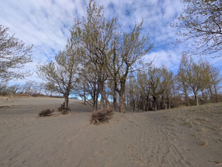Kincaid Park - May 2026
