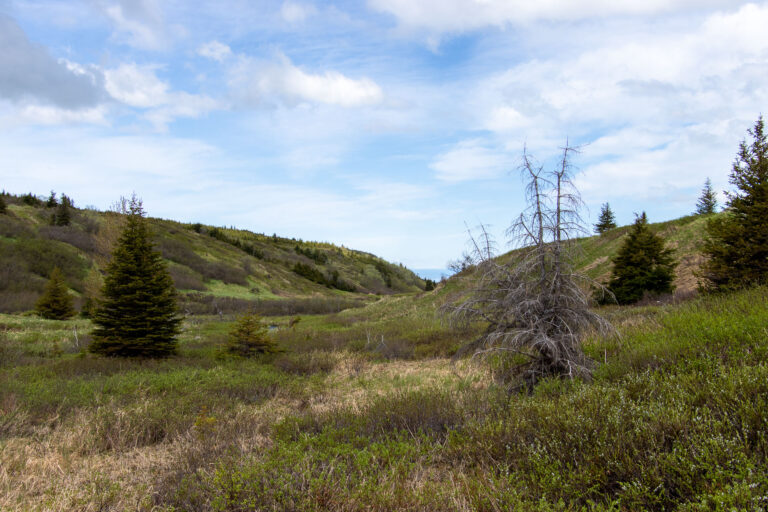 Little O'Malley Peak Trail - 2024