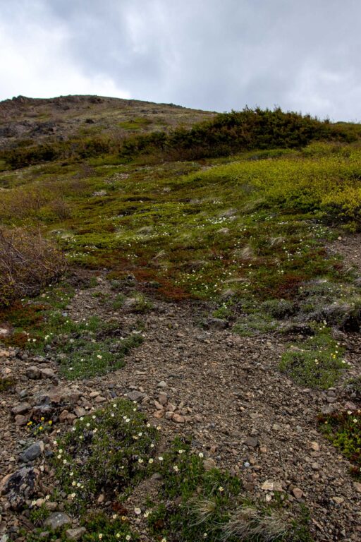 Little O'Malley Peak Trail - 2024