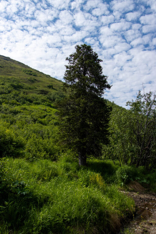 Mount Baldy - 2024