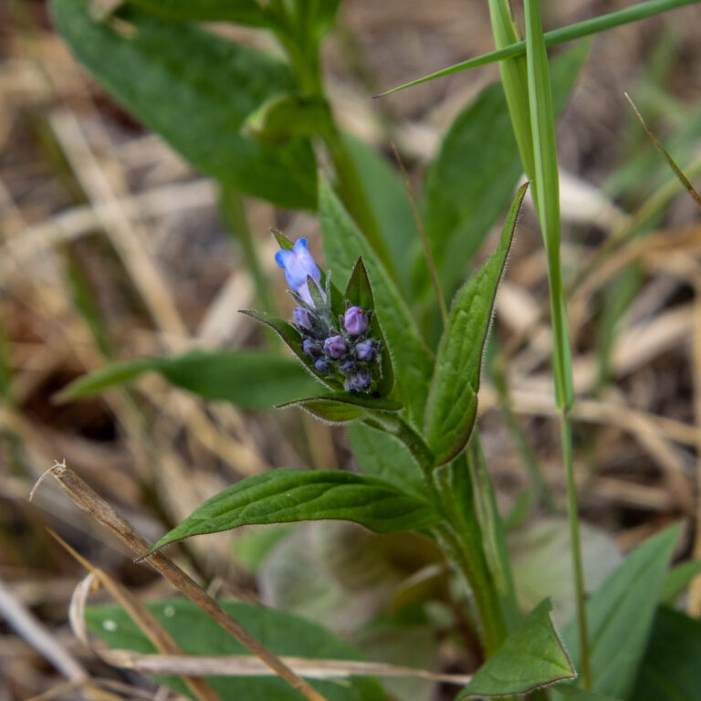 North Fork Trail - 2024