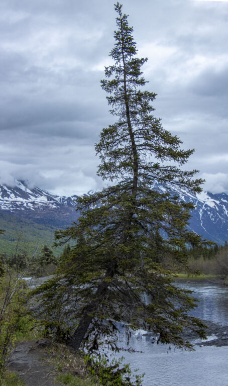 North Fork Trail - 2024