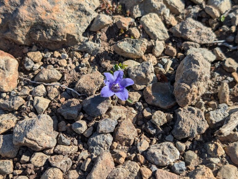 Rabbit Lake Trail - August 2026