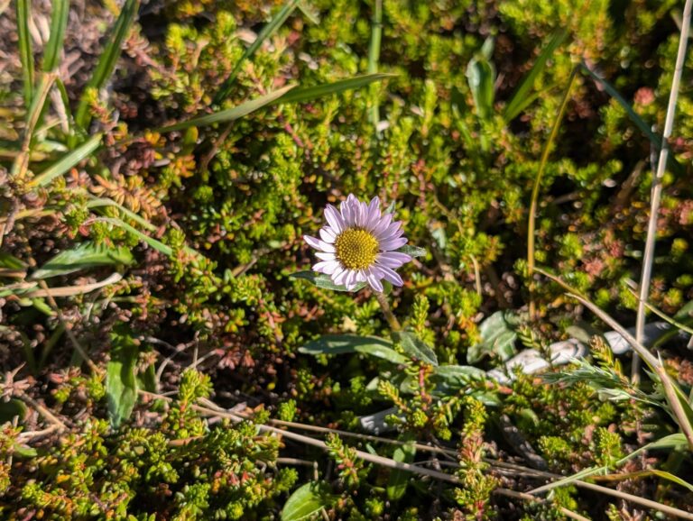 Rabbit Lake Trail - August 2026