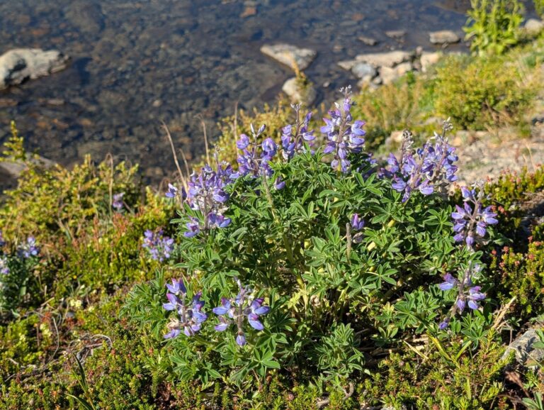 Rabbit Lake Trail - August 2026