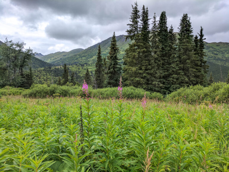 Resurrection Pass Trail - 2017