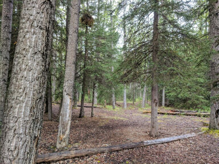Resurrection Pass Trail - 2017