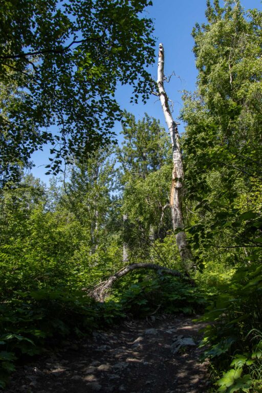 Rippy Trail - 2024