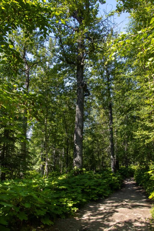 Rippy Trail - 2024
