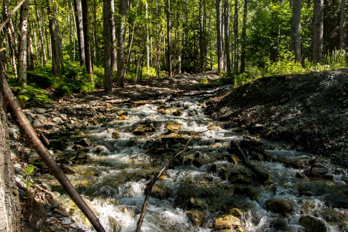 Rippy Trail - 2024