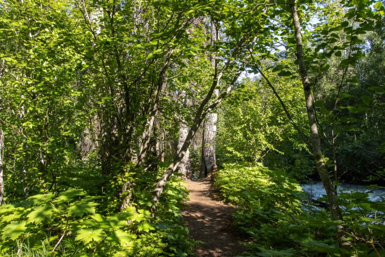 South Fork Falls - 2024