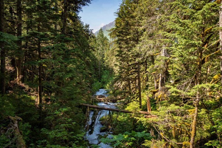 Virgin Creek Falls - 2025
