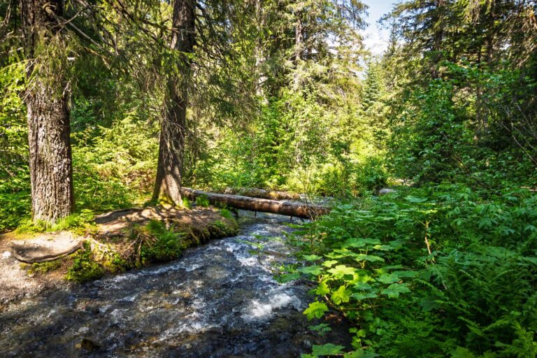 Winner Creek Trail - 2025