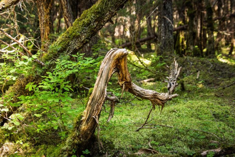 Winner Creek Trail - 2025