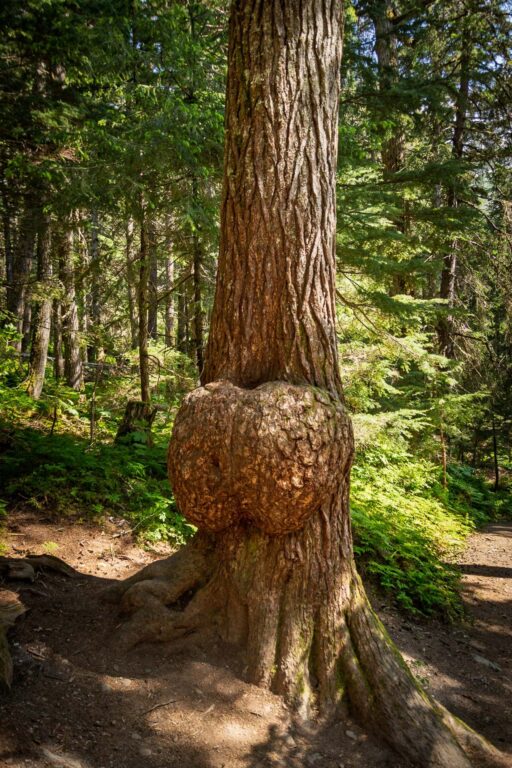 Winner Creek Trail - 2025