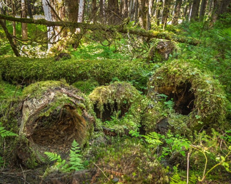 Winner Creek Trail - 2025