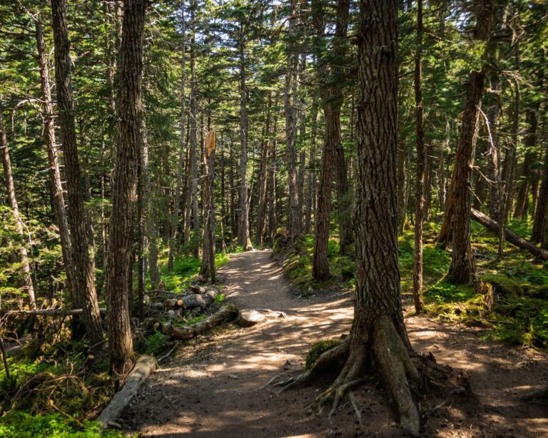 Winner Creek Trail - 2025