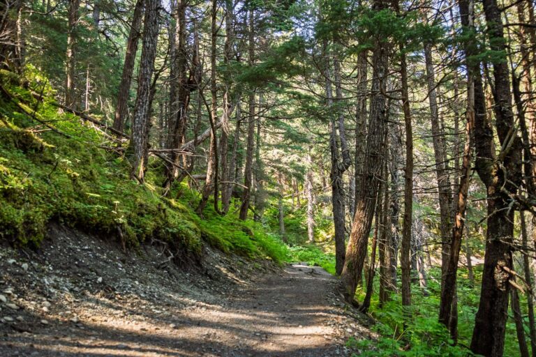 Winner Creek Trail - 2025